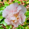 Punctata Boutourlin